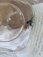 Uranophora terminalis