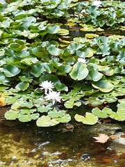 Nymphaea alba