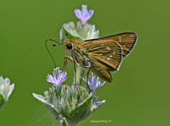 Hesperia attalus slossonae