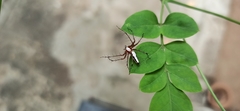 Oxyopes shweta