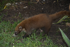 Nasua narica nelsoni