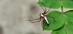 Oxyopes shweta