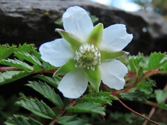 Rubus taiwanicola