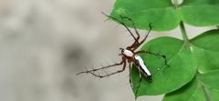 Oxyopes shweta