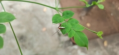 Oxyopes shweta