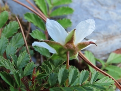 Rubus taiwanicola