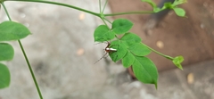 Oxyopes shweta
