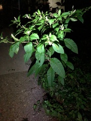 Phytolacca americana