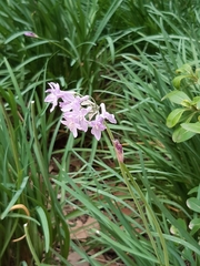 Tulbaghia violacea