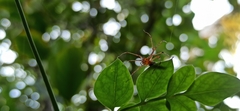 Oxyopes shweta