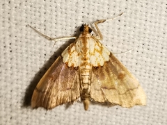 Agrotera nemoralis
