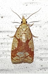 Cenopis ferreana