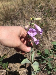 Penstemon grandiflorus