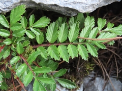 Rubus taiwanicola