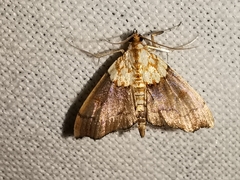Agrotera nemoralis