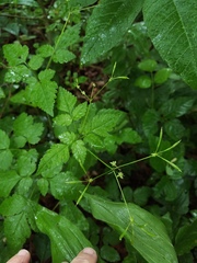 Osmorhiza longistylis