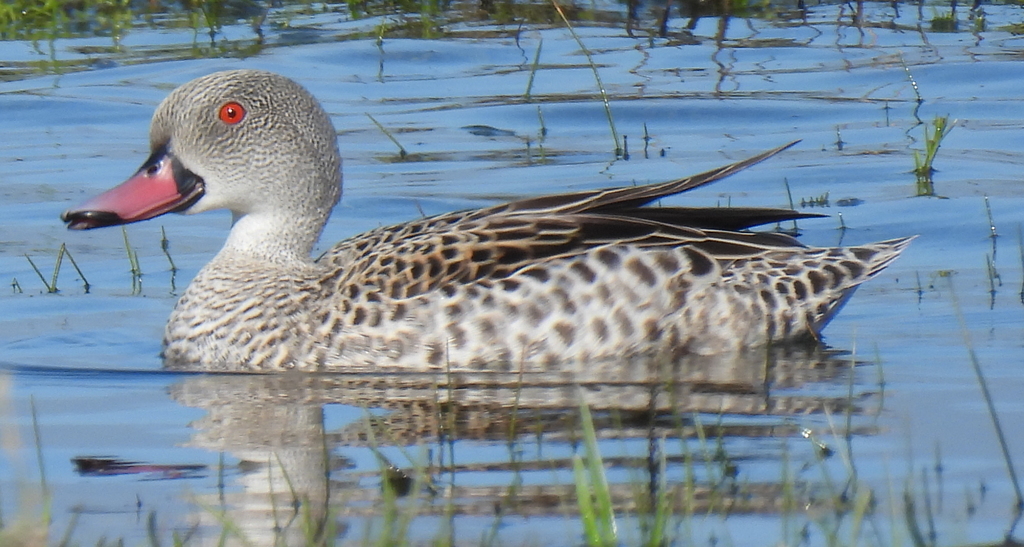 Cape Teal