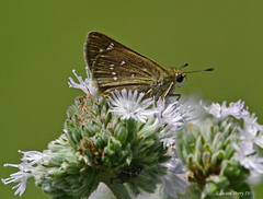 Hesperia attalus slossonae