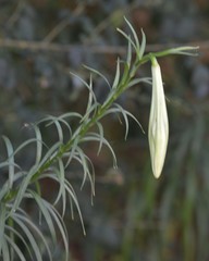 Lilium philippinense