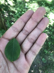 Dirca palustris
