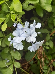 Plumbago auriculata