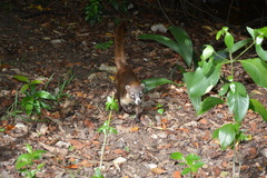 Nasua narica nelsoni