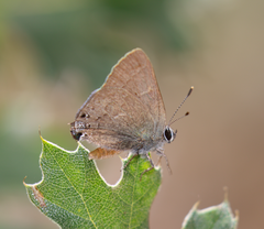 Satyrium saepium