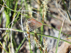 Callophrys mossii
