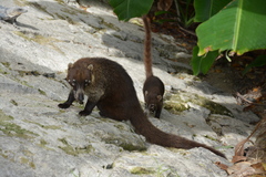 Nasua narica nelsoni