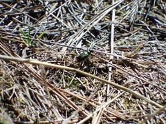 Cicindela longilabris