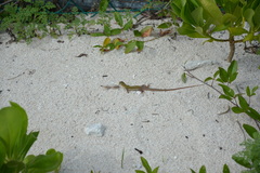 Aspidoscelis cozumela