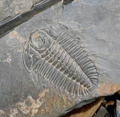Trilobita