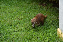 Nasua narica nelsoni