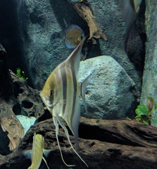 Pterophyllum altum