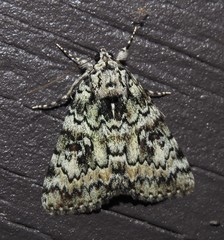 Catocala connubialis