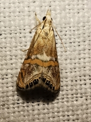 Euchromius anapiellus