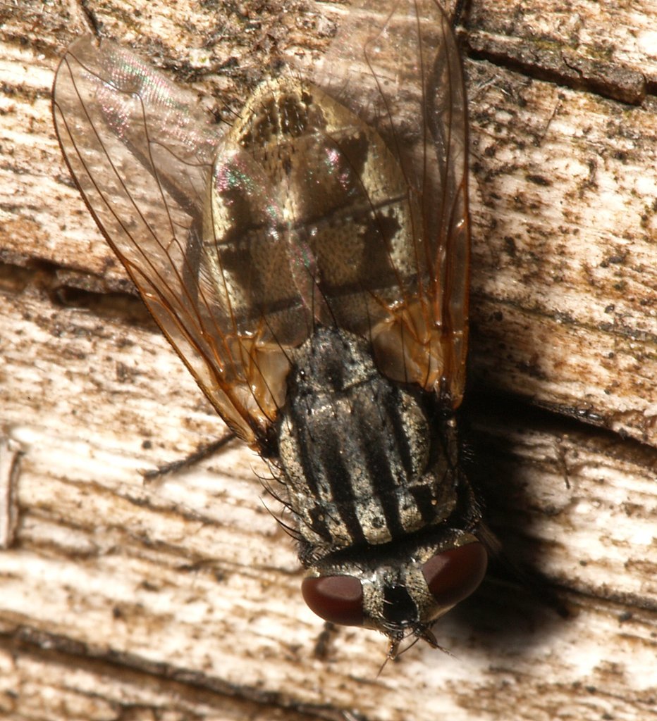 Face fly