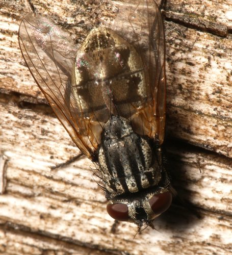 Face fly, photo 4 of 7