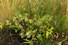 Hylotelephium maximum ruprechtii