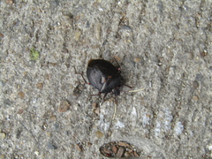 Antiteuchus mixtus