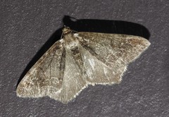 Macaria granitata