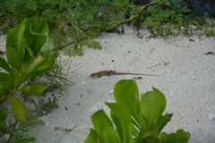 Aspidoscelis cozumela