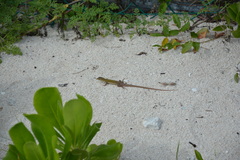 Aspidoscelis cozumela