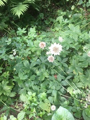 Astrantia