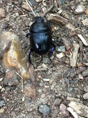 Anoplotrupes