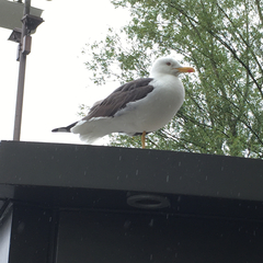 Larus fuscus