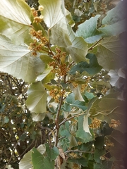 Tilia cordata