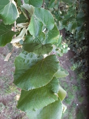 Tilia cordata