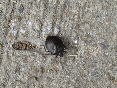 Antiteuchus mixtus