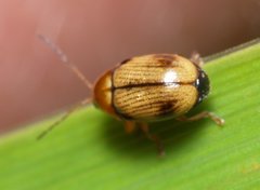 Cryptocephalus pusillus